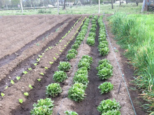 cultivo
